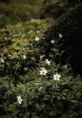 Witte bloemen laag in natuurlijke tuinvegetatie